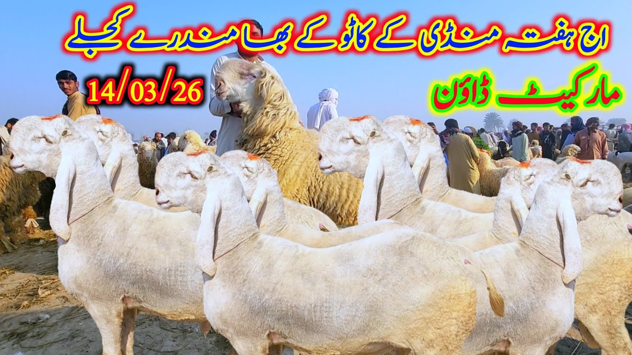 اج ہفتہ منڈی کے کاٹو کے بھا مندرے کجلے مارکیٹ ڈاؤن کجلہ مندرا15سے20 ہزار سستا Malik Imran Goat Farm 