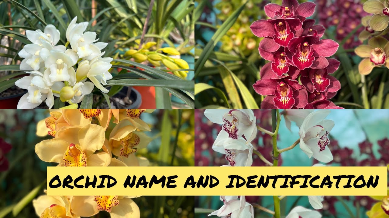 Orchid Names and Identification:🌸Orchid season part-2(2025)