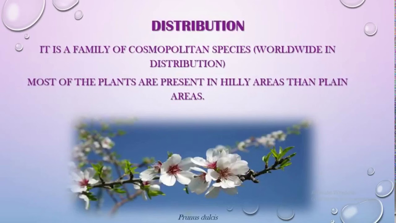Rosaceae || The Rose Family