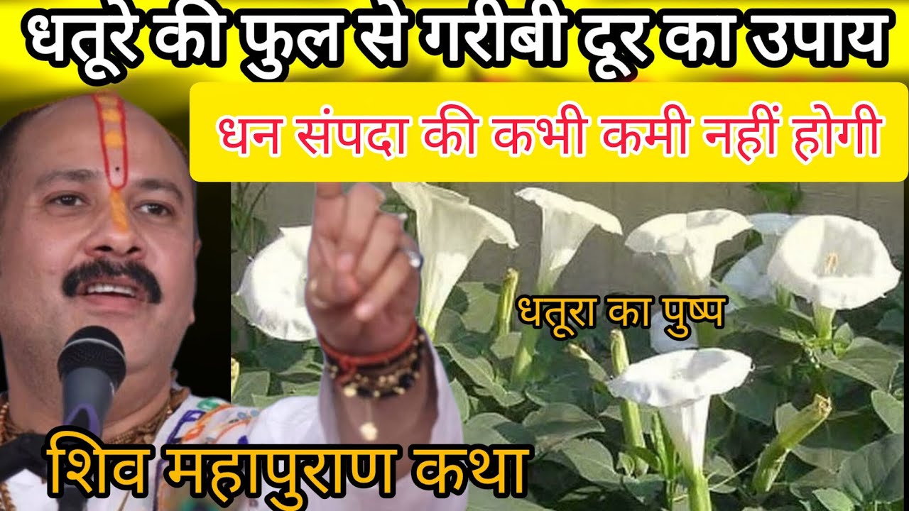 धतूरे की फूल से गरीबी दूर का उपाय, धन संपदा की कभी कमी नहीं होगी, प्रदीप मिश्रा जी का उपाय, dhature 