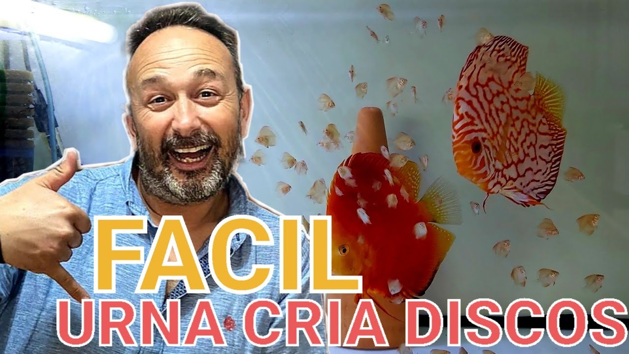 URNA DE CRIA PARA DISCOS | Solo filtro esponja