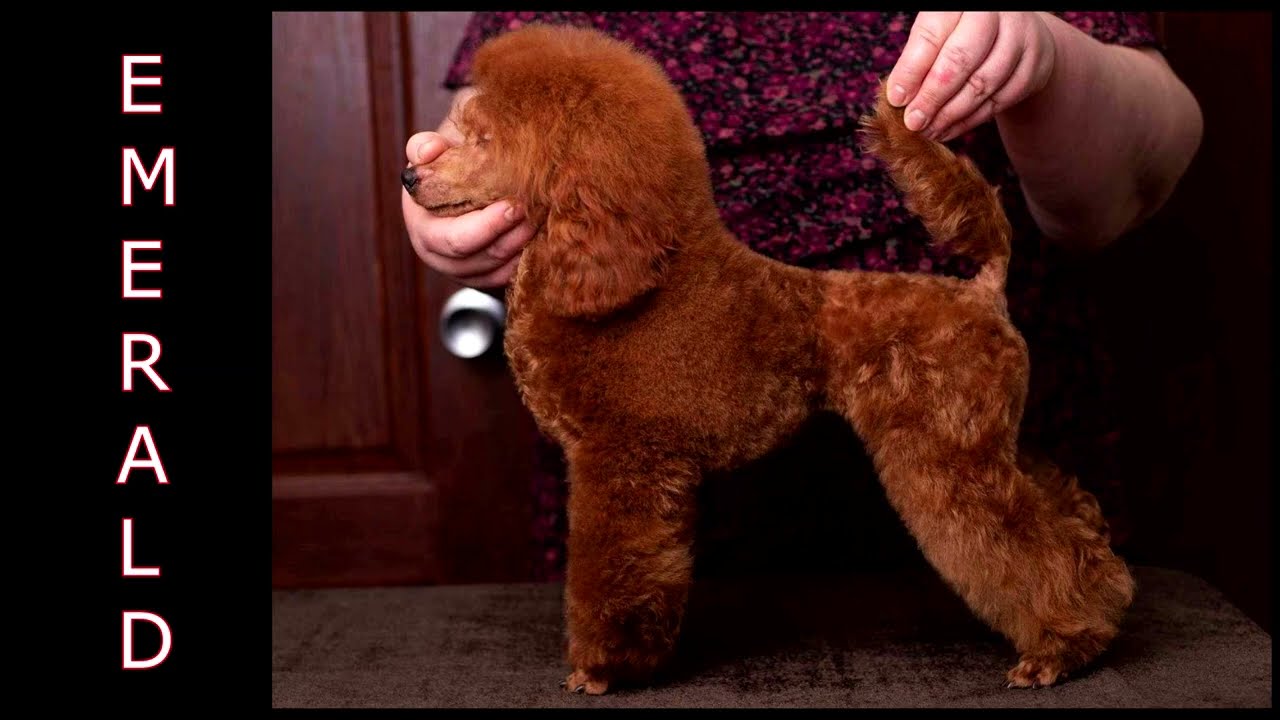 Caniche toy rojo Emerald 🐩