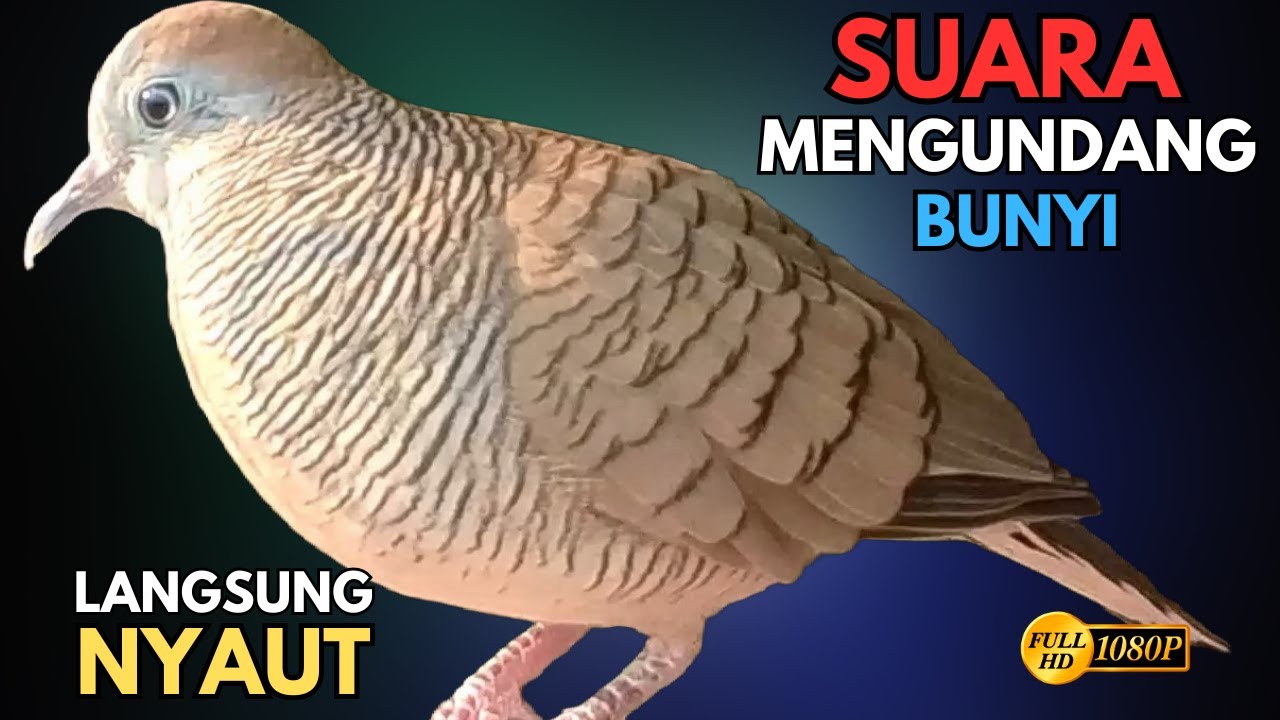 Suara Burung Perkutut Lokal Gacor Spesialis Pemanggil Agar Cepat Nyaut Bunyi V32