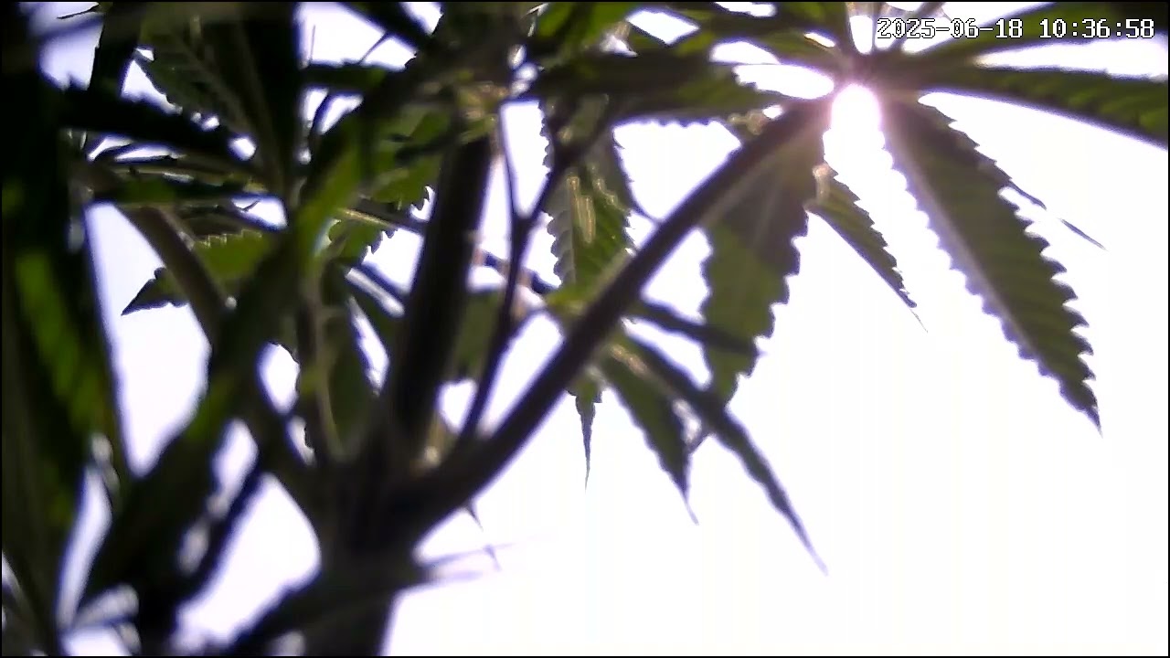 Cannabis #for #you #love #youtubeshorts