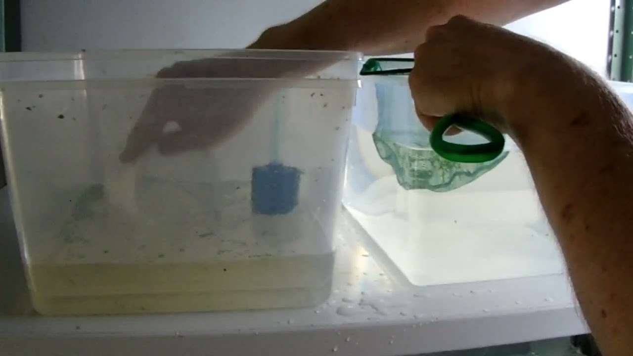 How to Breed Egg Scatterers the Easy Way