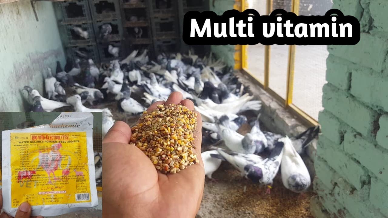Feed For Breeder Pigeons | Tips Multi Vitamins | Dany Ka Best Time || Hashim Mahmood Pigeons