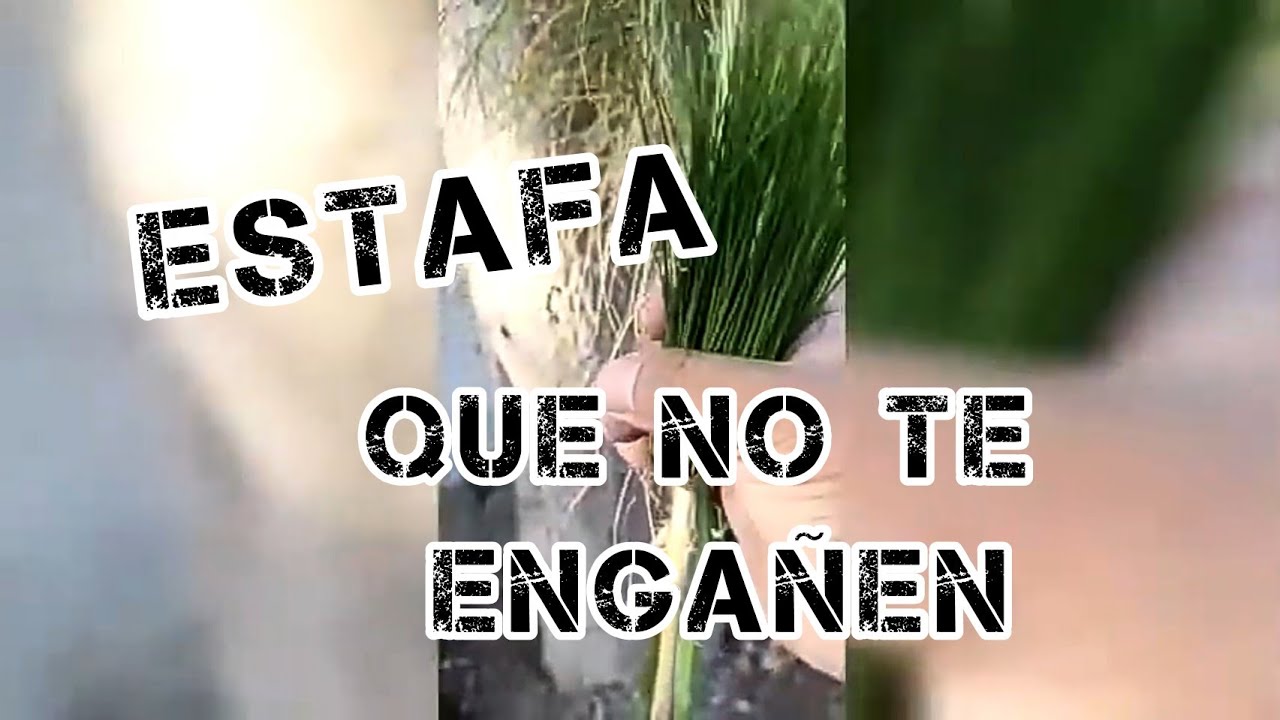 planta  acuatica o estafa, engaño