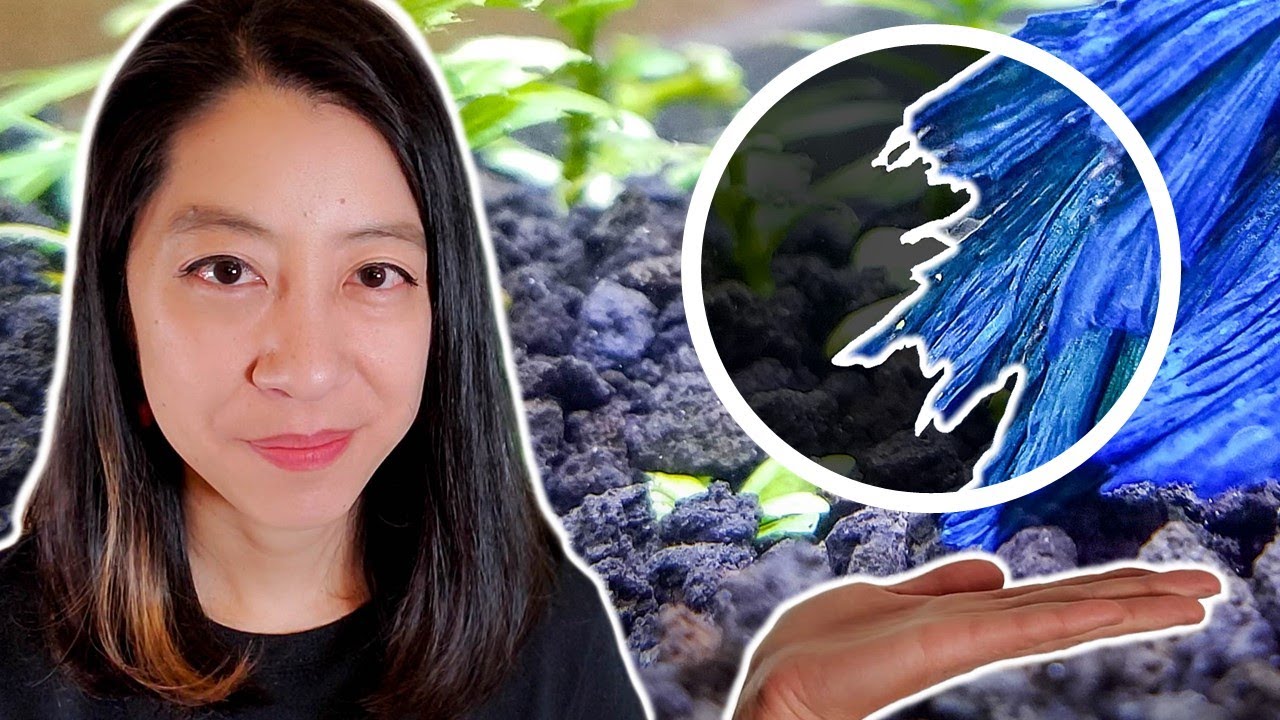 How to Cure Fin Rot the EASY Way!