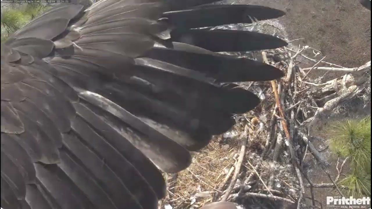 SWFL. E26: I can fly! 😍 / 09:22 / 2026-03-04