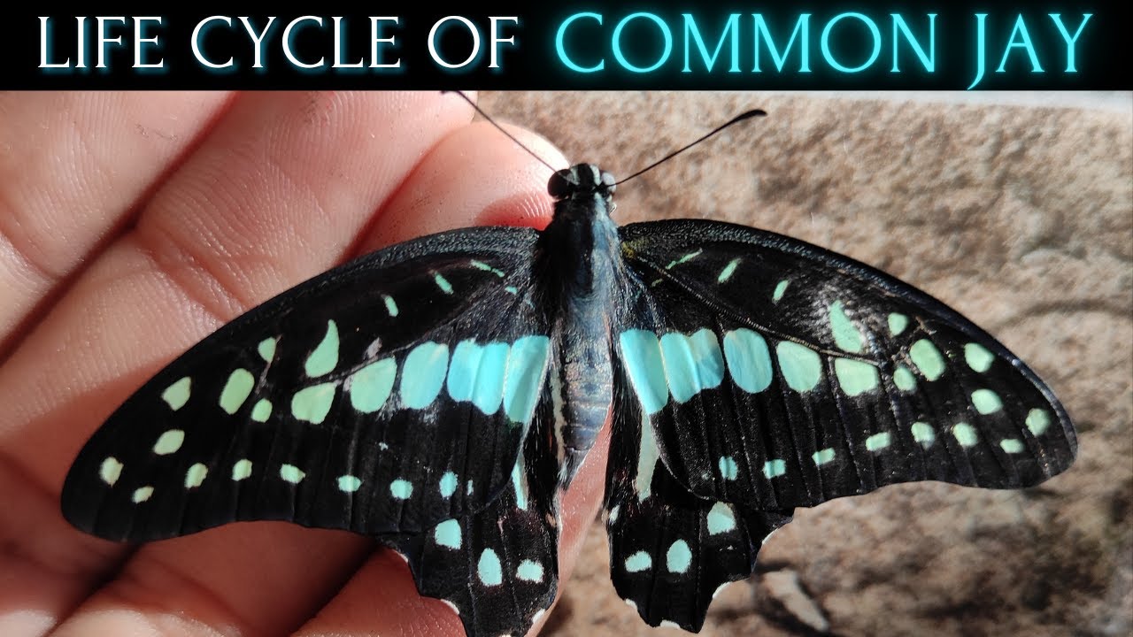 LIFE CYCLE OF COMMON JAY BUTTERFLY 🦋 | Graphium Doson | #butterfly #insects