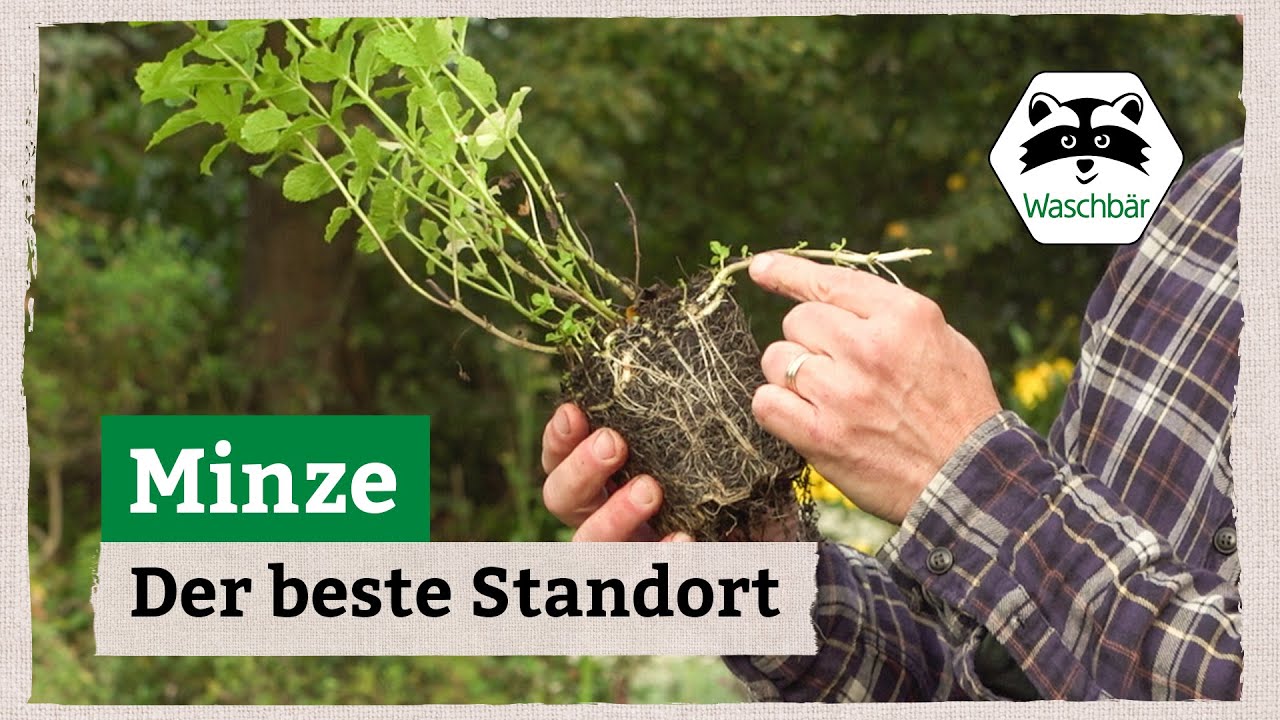 Minze - Der beste Standort