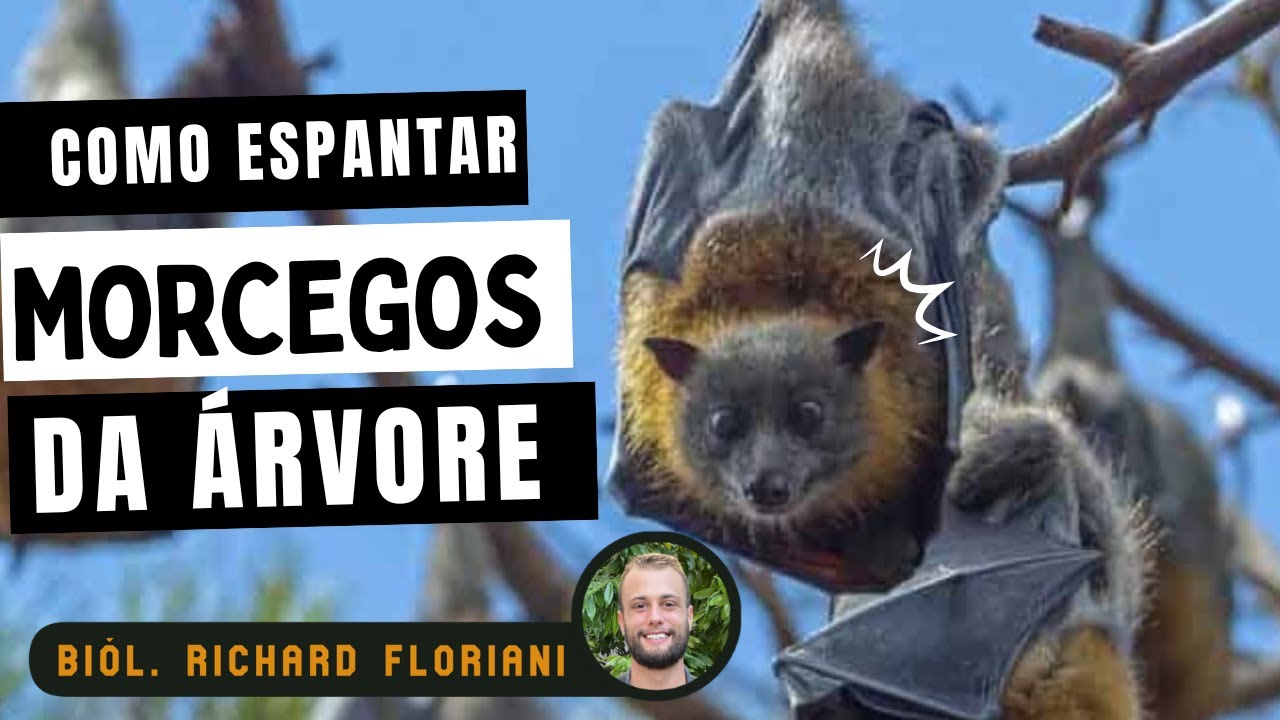 Como espantar morcegos em lugares abertos