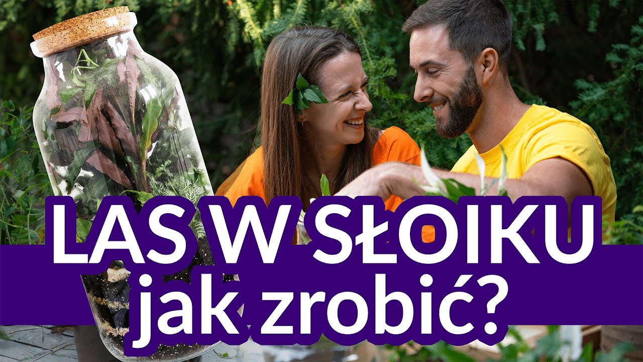 STWÓRZ LAS W SŁOIKU  - JAK WYGLĄDA PROCES  🌳