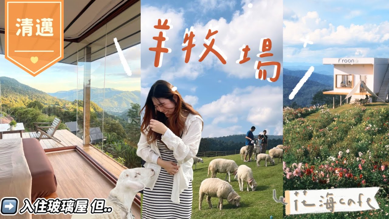 清邁旅行 逃離市區☁️ ｜Fleur cafe 玫瑰花園🫧 ｜超靚玻璃雲海airbnb｜綿羊牧場🐑+摘橘子🍊清邁2025🌳