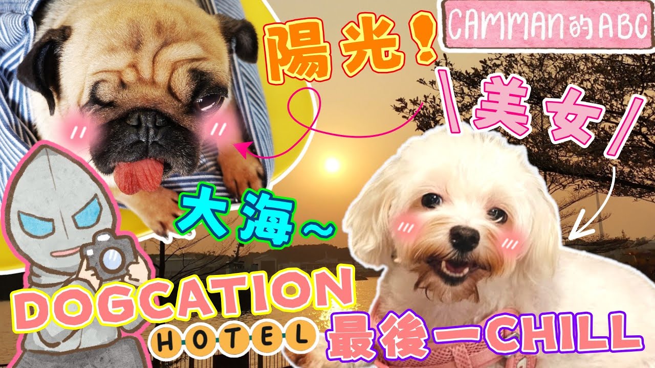 【片尾有彩蛋😆】與寶貝女兒Chill住嘆美食吹海風！DOGCATION治癒之旅迎來尾聲❤️完結篇💕寵物友善酒店/狗狗宅渡假/本地遊🤑《CAMMAN的ABC🐶》寵愛女兒系列(中文字幕)