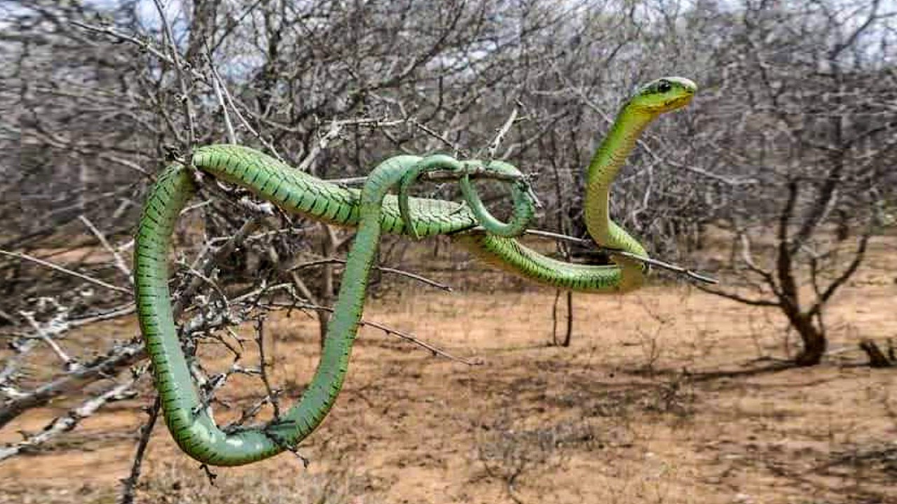 (P2️⃣)  Koonfur-Bari Asia Masaska Ugu Halista Badan