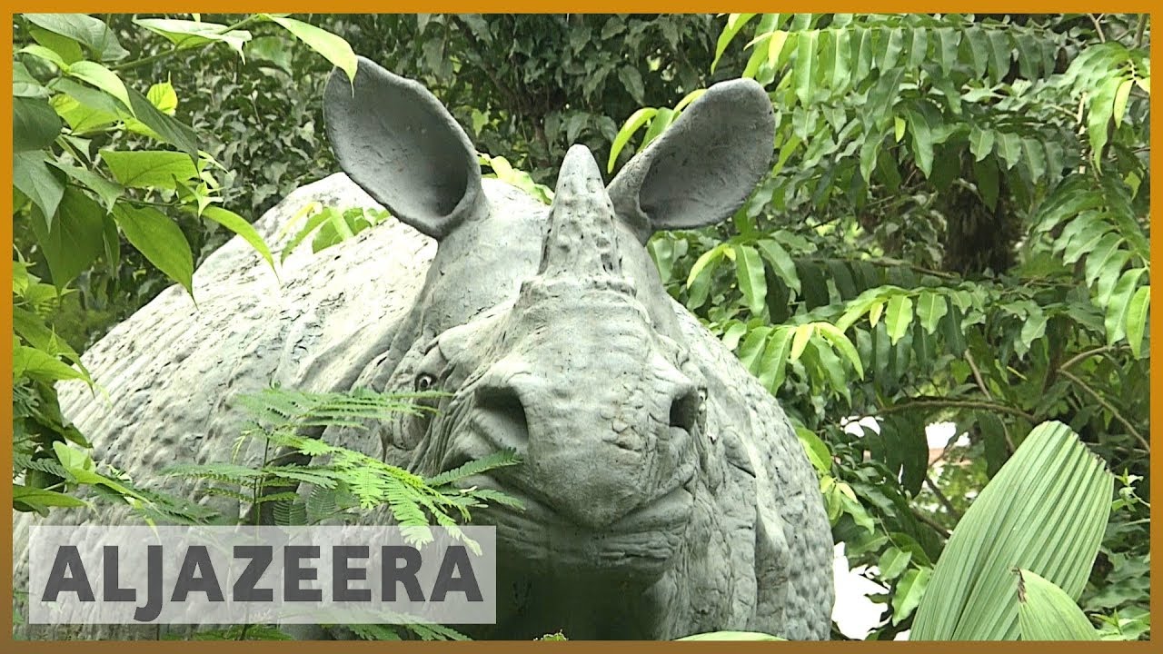 India's wildlife struggles to survive heavy monsoon rains