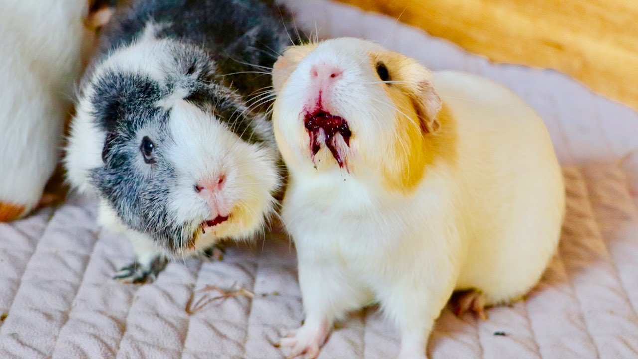 Guinea Pig Berry Make Up & Fleece Spot Cleaning
