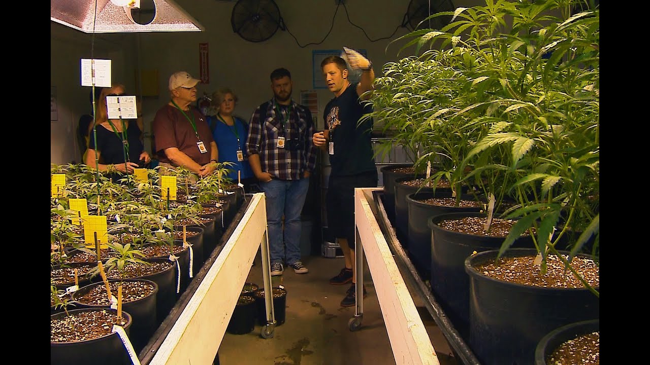 Seattle Marijuana Tourism, KING-TV Seattle, Evening