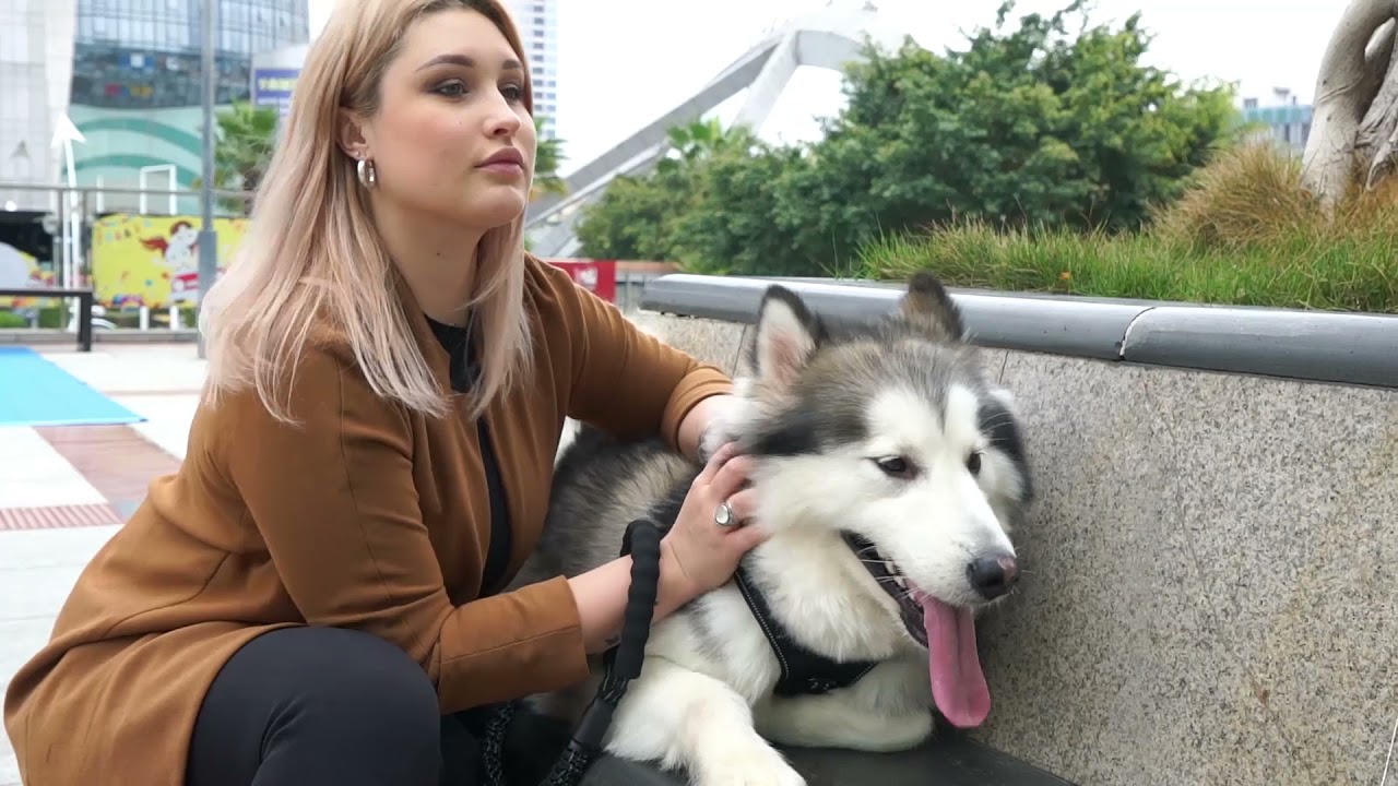 Laisse Chien Élastique