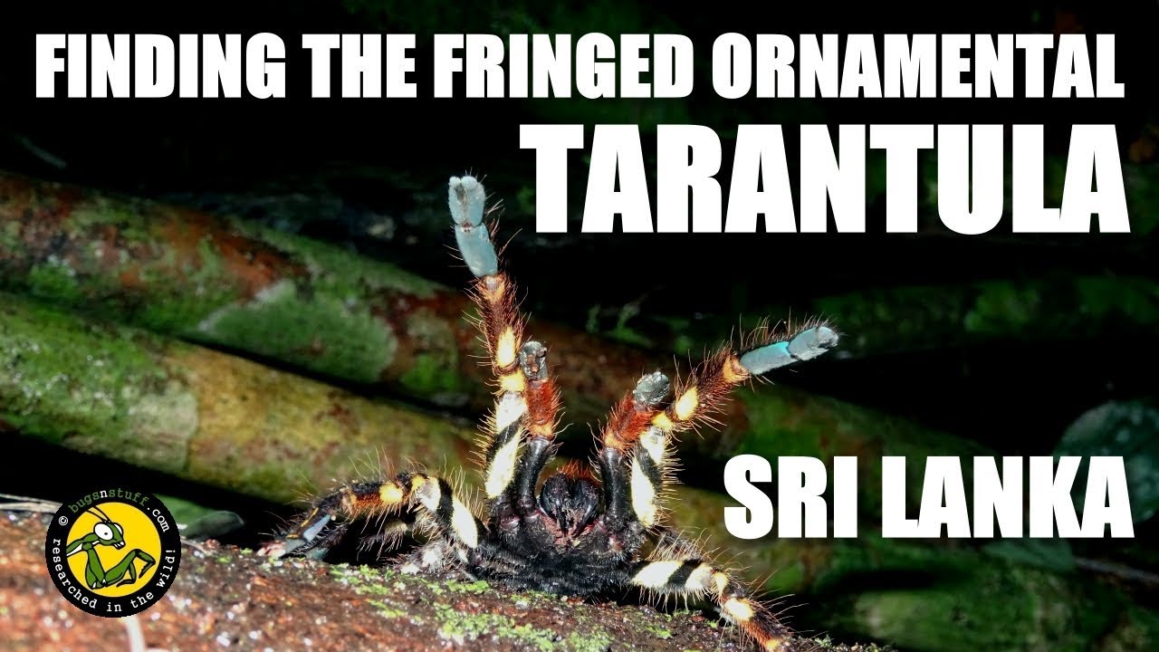 ORNAMENTAL TARANTULA Sri Lanka