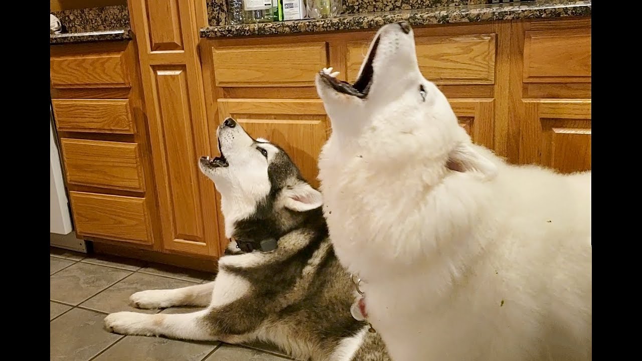 Глубокие утренние вой маламутов | Джеймс Эрл Джонс из Dogs