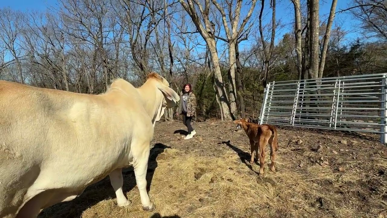 Rufus bloodline is strong in this one!!! #rufusthebull 