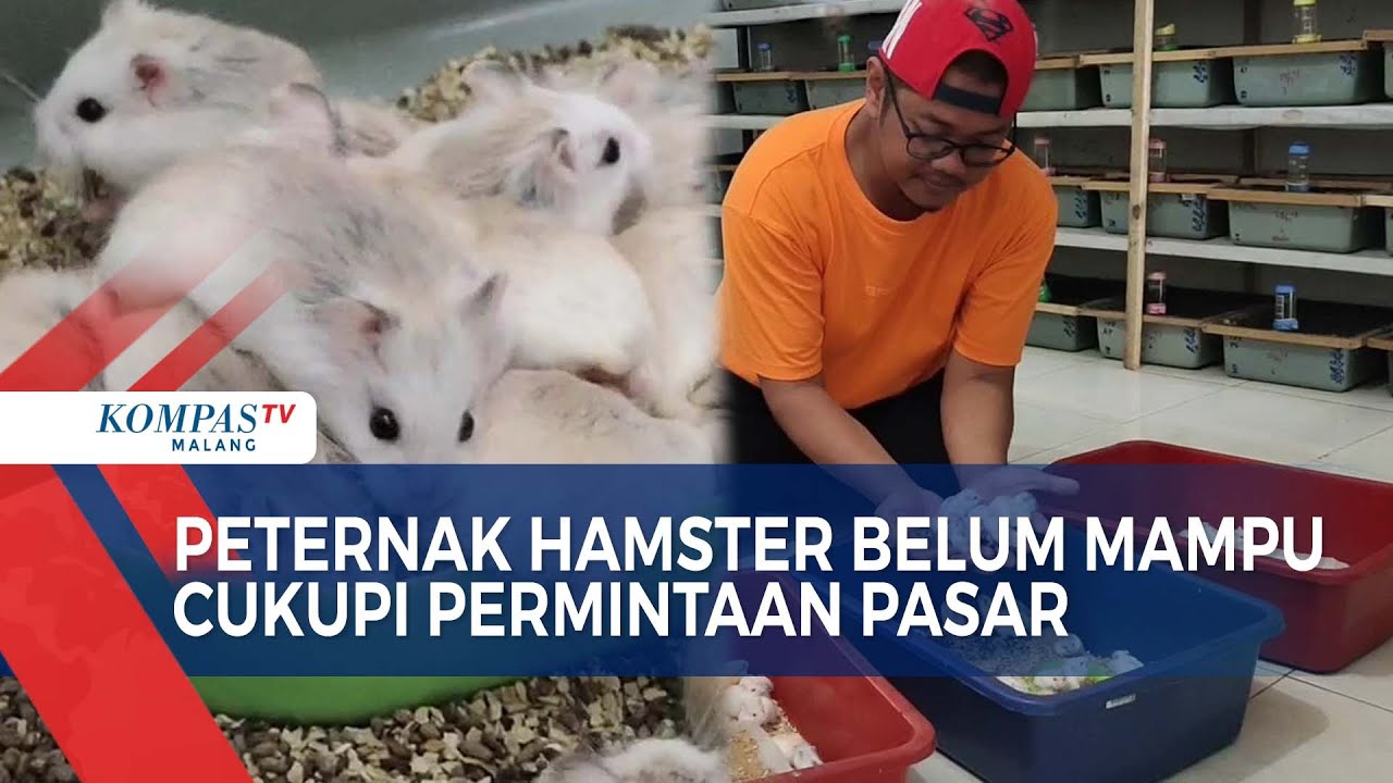 Pria di Malang Hasilkan Rupiah Dari Beternak Hamster