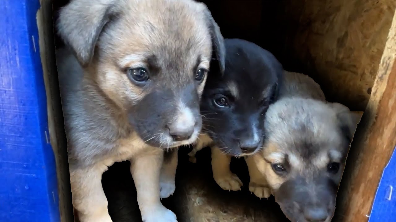 Soğukta Karton Kutuda Yaşamaya Çalışan Yavru Köpekleri Kurtardık