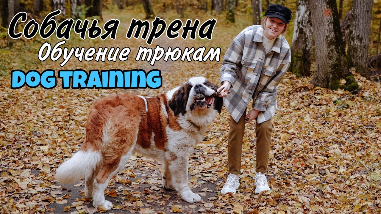 Dog training | Занятия и дрессировка собак | Сенбернар