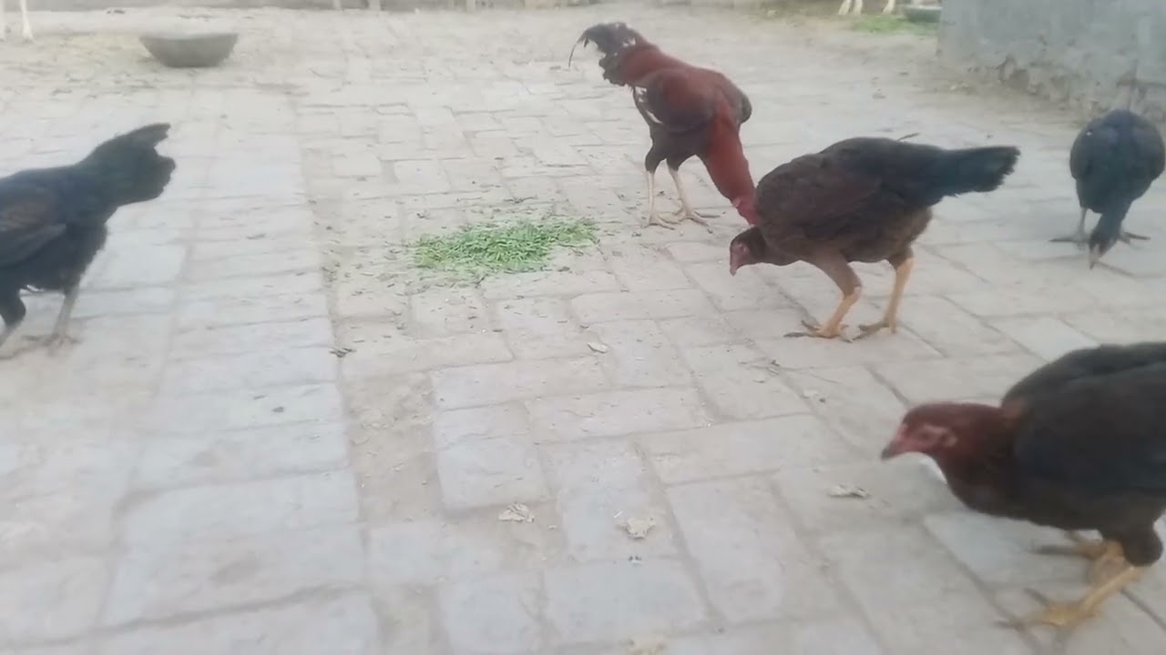 Beautiful Desi Hen Family Eating Dana 🐔 | Cute Chicks Feeding Time | Village Life Pakistan
