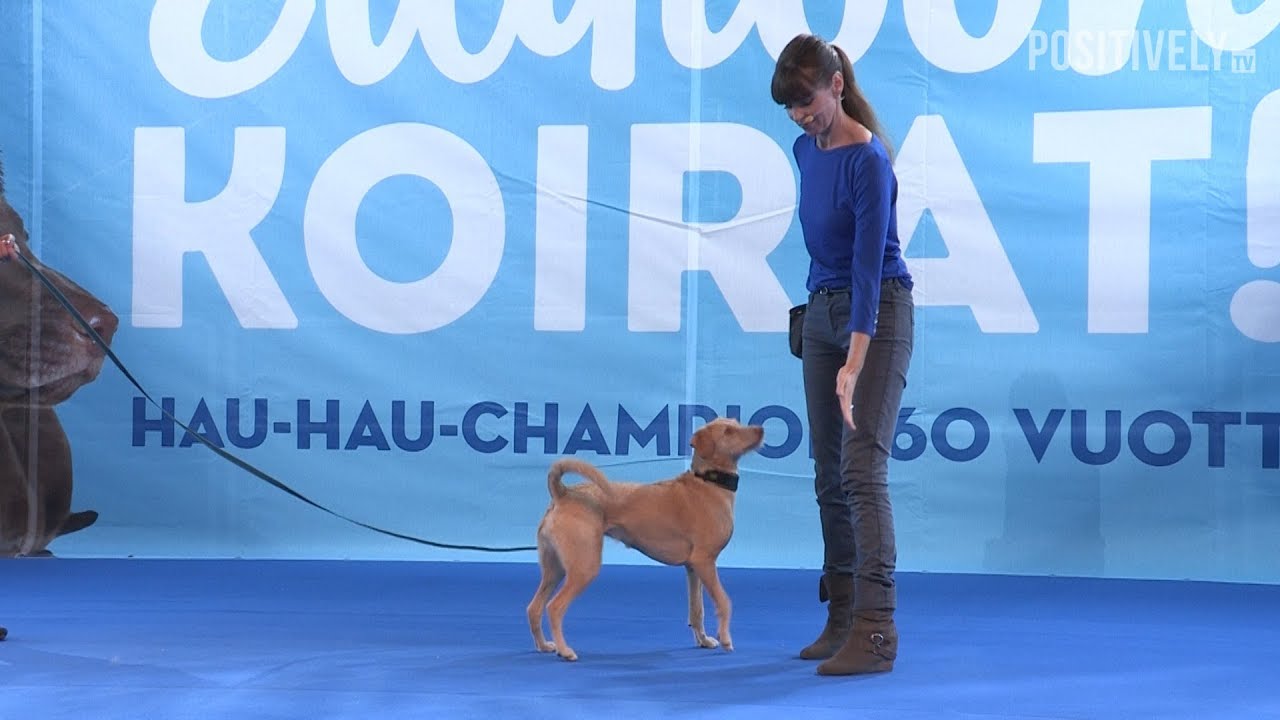 **NEW** How & Why To Teach Your Dog The 'Touch' Cue