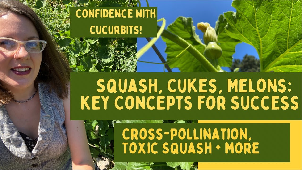 Key Concepts You Must Know to Grow Squash, Melons, Cukes: Cross-Pollination, Hybrids, Toxic Squash