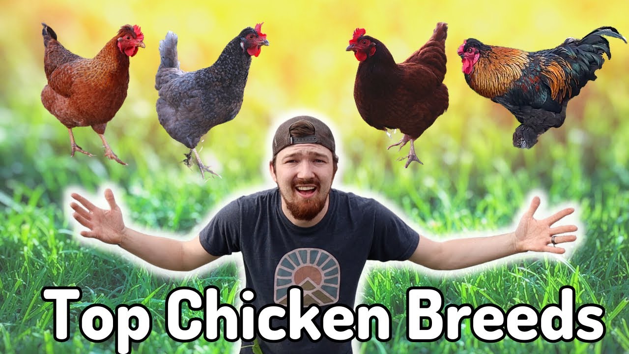Best CHICKEN Breeds You Need For Your Flock