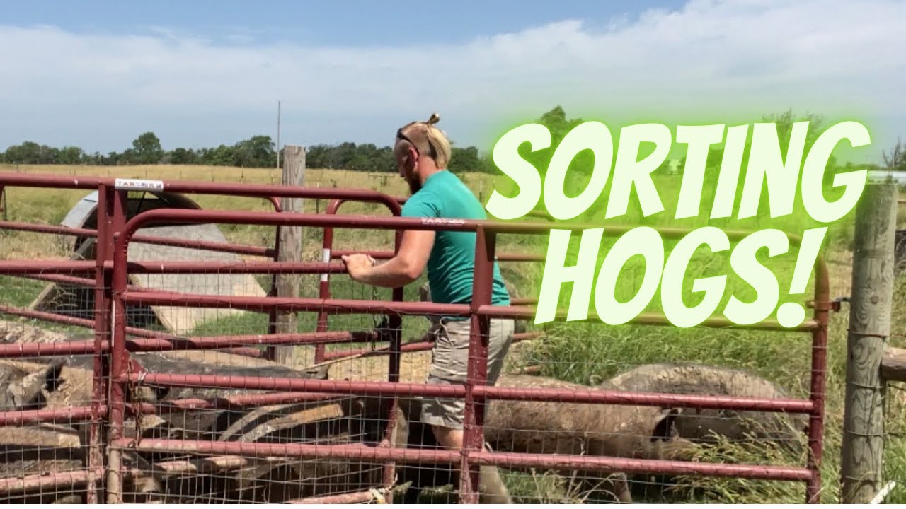 Sorting our Pigs off to breed for fall litters!