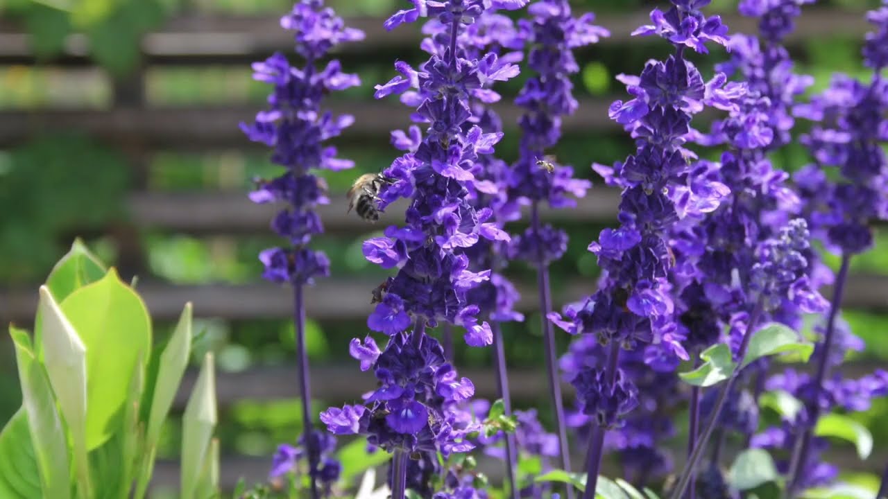 Insektenfreundliche Sommerblumen