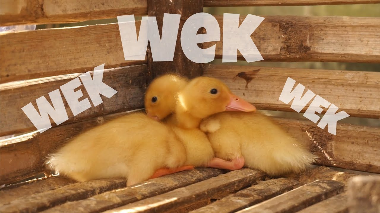 SAYA MEMBESARKAN BEBEK DARI KECIL HINGGA DEWASA. BUTUH BERAPA LAMA?