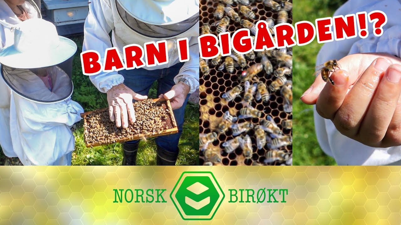 BARN I BIGÅRDEN?! - Introduksjon for barn - Norsk Birøkt