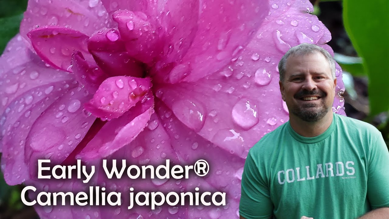 Early Wonder® Камелия японская