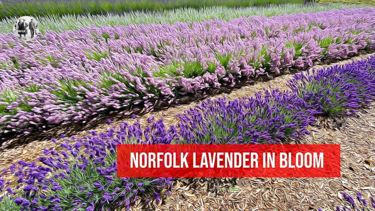 Norfolk Lavender