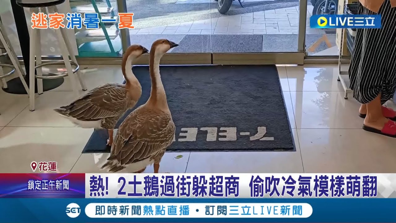 便利商店迎不速之客! 2土鵝躲進來