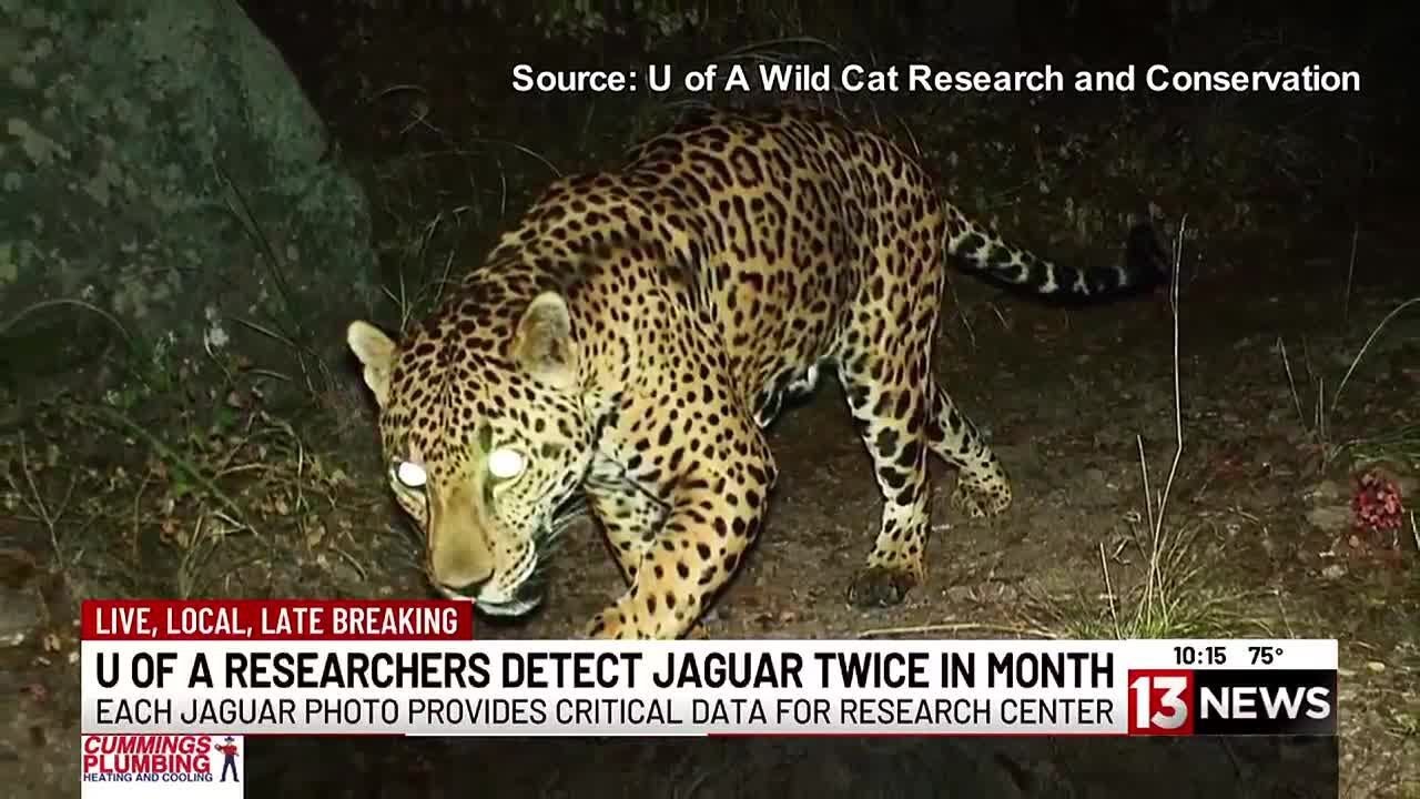 Arizona researchers detect jaguar in southern Arizona twice in month