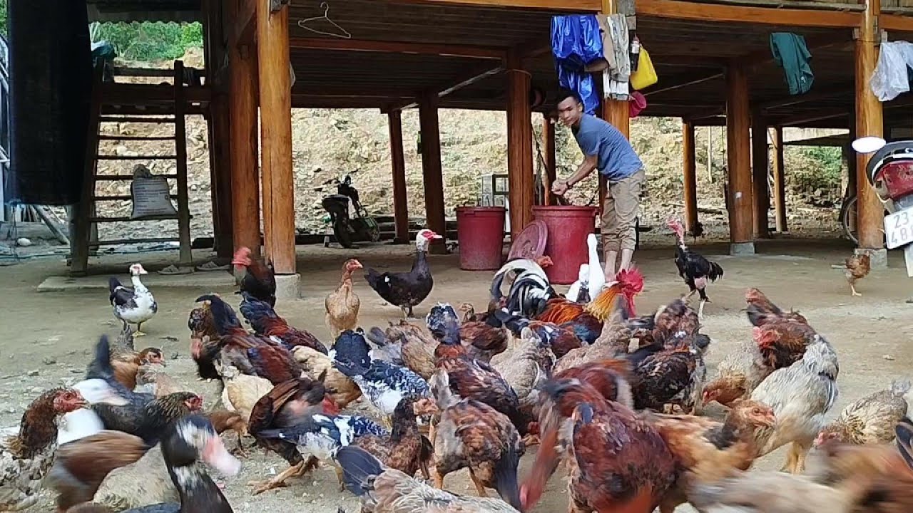 Life in the Highlands of Vietnam: A Peaceful Afternoon in Vat Lau Village