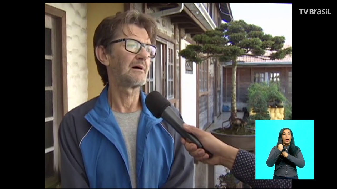 Curitiba tem o único bonsai de araucária do mundo