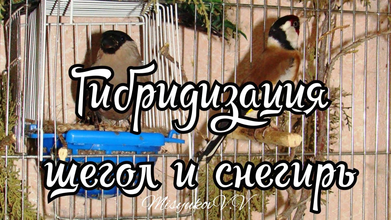Гибридизация щегла и снегиря . Часть 1