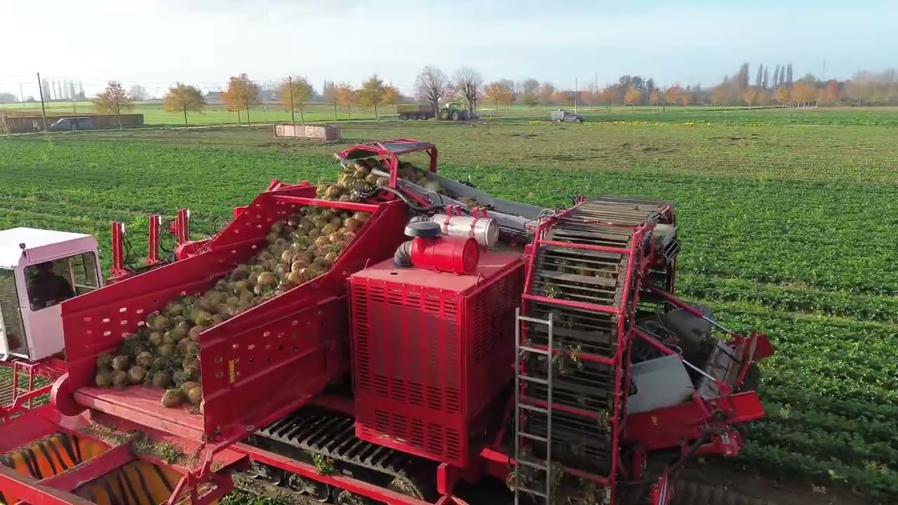 Knolrooier, Knolselder rooier, R&eacute;colteuse de c&eacute;lerirave,  Celeriac Harvester