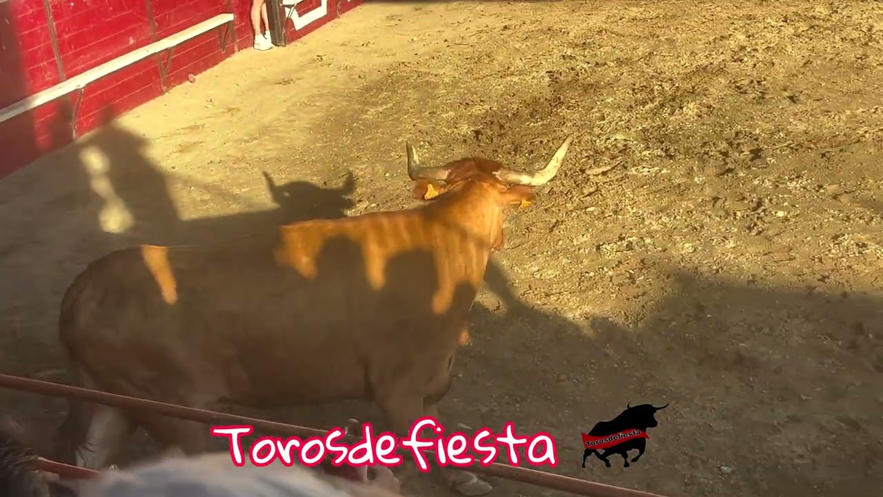 Cadreita capón  de Arriazu salta 
