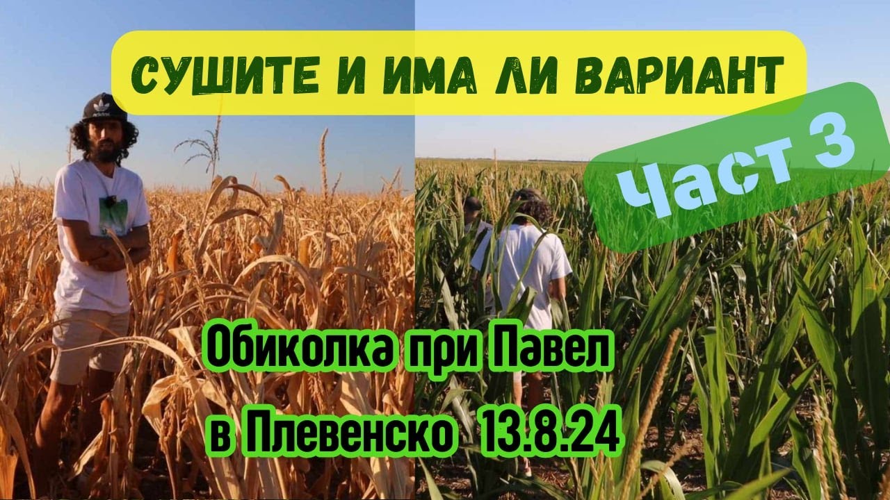 No Till  при Павел - Поливна царевица редовна и втора култура