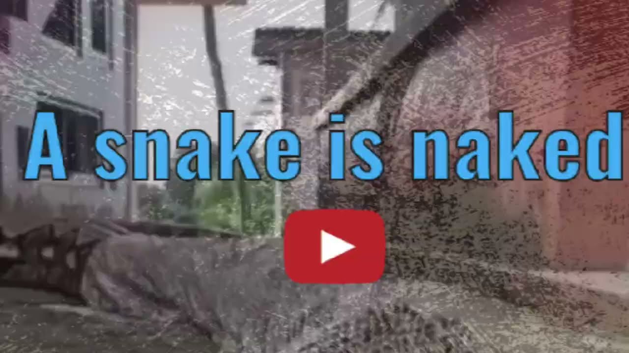 🐍What are your thoughts?