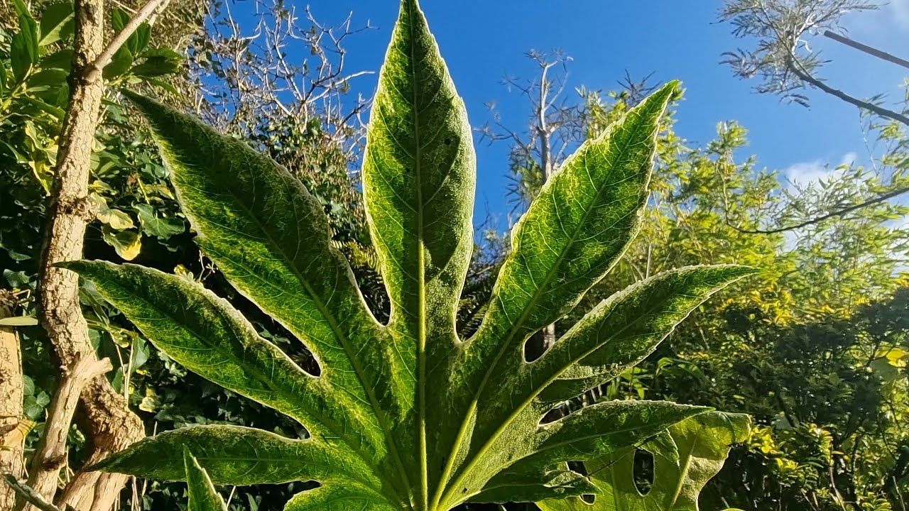 Fatsia Japonica A shade loving Evergreen plant that Flowers in the winter